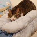 ひんやり素材を活用する猫。