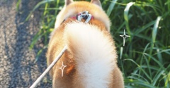輝く尻尾♪