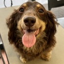 ココちゃん　シャンプーカット