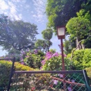 鎌倉・横浜・東京に紫陽花などを観に往く 東京 白山公園