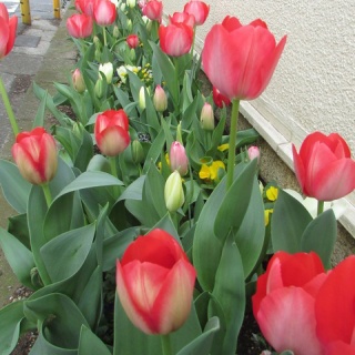 みんなの動物病院からのおしらせ