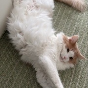 子猫の頃に使っていたものの話と見事な排雪風景