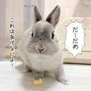 うさぎのルリ(10/10追記)