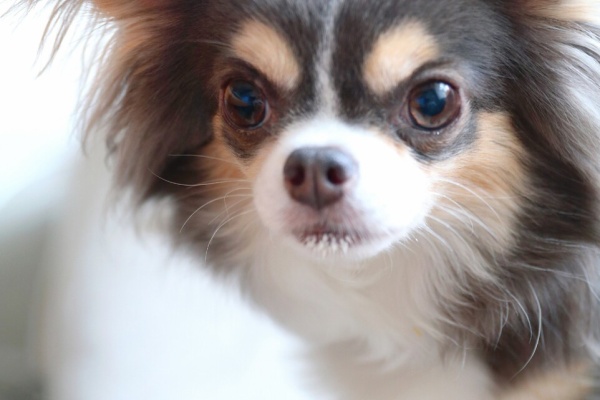 たかシェフのおうちごはん と 白い犬 と チワワ 21年08月 Powered By ライブドアブログ