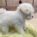 トイプードルくんのご紹介🐾