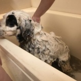 『【ご支援のお願い】シャンプーが不足しています』の画像