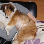 ボルゾイな生活