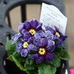 モナガーデン_中西園芸のblog