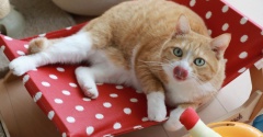 ほぼ11歳になった猫。
