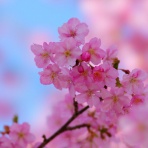 麻雀ごらくのスタッフブログ