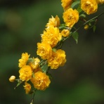 俳句の集い！望生の俳句