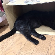入りたがる猫たち