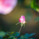 『頑張る薔薇の花、水を飲みに来る猫』の画像