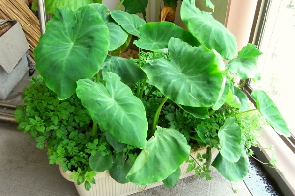 Kochan S ベランダ菜園blog マンションガーデニング 家庭菜園 仙台グルメ キャンペーン情報等 09