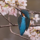 『投稿：BORG89EDによる桜カワセミ　2023/04/19』の画像