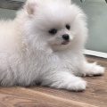 こんにちワン！！【364709 ポメラニアン】