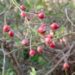 みかん農家のこだわりみかん栽培の日々