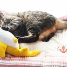 ジョーズを咬みながら蹴っちゃうのね、紫おん