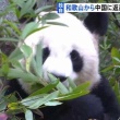 【動画】和歌山から返還のジャイアントパンダ中国で公開 「良浜」「結浜」「彩浜」