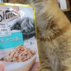 だいちゃんとはなちゃんの猫日記