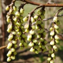 神代植物公園へ②(2026年3月)