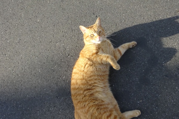 ねこかます - 茶トラ