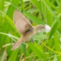 2026年6月9日の野鳥公園