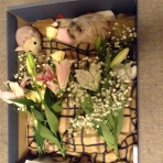 ふうちゃん写真集