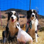 ひろいびと 清掃登山犬達と三重県の山ゴミ拾い清掃活動記録