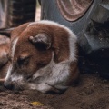 【動物虐待にも反対】太平洋戦争末期のペット供出悲劇が再注目
