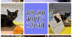 昨日は秘密結社ねこのひげ譲渡会♪
