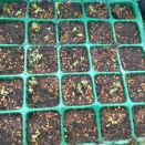 レタスたちの新しい芽