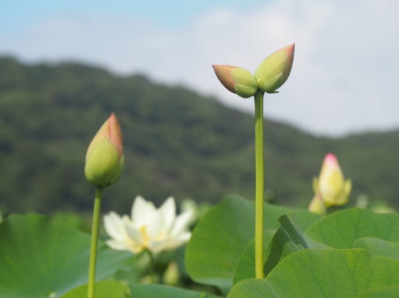 唐比ハス園の奇跡！幸せを呼ぶ「双頭蓮」と、満開のひまわり畑（諫早市森山町）