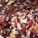 晋子(しんし)呼べ　紅葉の裏の　厚化粧