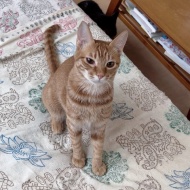 トライアル決定～バレバレ～