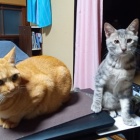 『ゆうちゃんと四郎』の画像