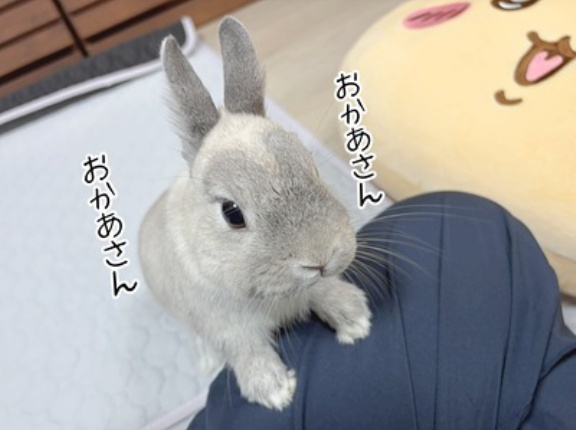 うさぎのルリ(10/4追記)