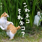 猫写真家・沖 昌之のブログ　野良ねこちゃんねる。　