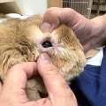 新規保護うさぎの紹介　エストくん・イタくん