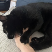 娘と私への猫の対応の違い