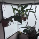 出窓のところに吊るしてみました