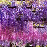 『2025.5 和気町藤公園 「藤まつり❶」 岡山県和気郡和気町』の画像