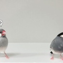 NEWホヨヨボールが届いた！