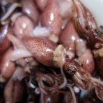 はみ男の日記（仮）