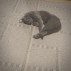静かに存在してるところが似てるんだよ