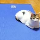 何のポタージュ わからん！