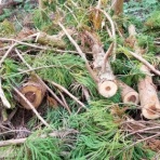 本物の無垢木材　～茨木市戸田材木店・セルバの木の虫ブログ～