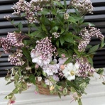 薔薇の香りに誘われて