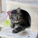 すっかり飼い猫になりました