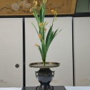 檜扇の花を生徒さんから届き、新鮮なうちに薄端に御玄猪に活けました